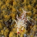 shrimp_tiger_shr_tam_v_0049_bal6424.jpg